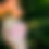 Thumbnail: The Physic Garden Nursing Balm